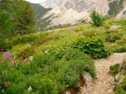 2013-08-18_Regina-F-Rau_Schachen_Alpengarten (532).JPG
